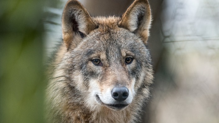  Ein Wolf (Canis Lupus Lupus) läuft durch ein Gehege