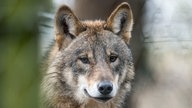 Symbolbild: Wolf
