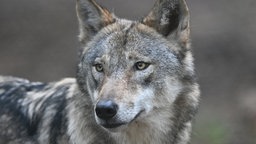 Ein Europäischer Wolf (Canis lupus) streift im Wildpark Alte Fasanerie durch das Wolfsgehege