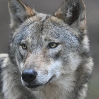 Ein Europäischer Wolf (Canis lupus) streift im Wildpark Alte Fasanerie durch das Wolfsgehege