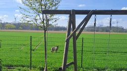 Wolf auf einer Wiese hinter einem Zaun