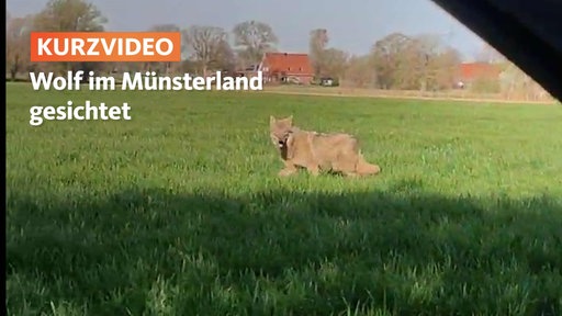 Wolf im Münsterland gesichtet