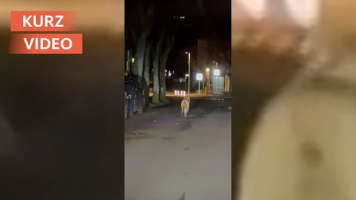 Wolf läuft durch Innenstadt von Lüdenscheid