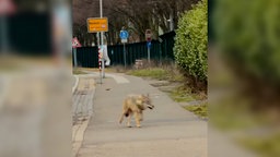 Mutmaßlicher Wolf in Monheim vor dem Ortsschild gesichtet