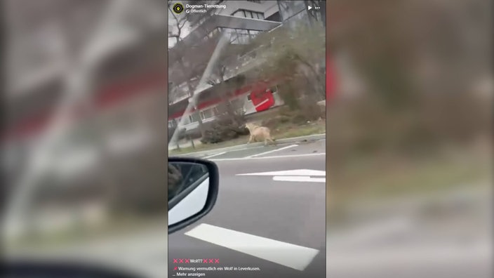 Ein Wolf am Karnevalssamstag 2026 in Leverkusen