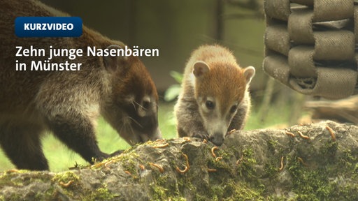 Nasenbären entdecken ihr Zuhause im Zoo Münster | Video | Tn