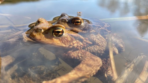 Zwei Kröten liegen im Wasser übereinander.