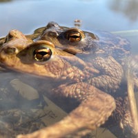 Zwei Kröten liegen im Wasser übereinander.