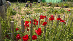 Roter Mohn am Zaun, dahinter mehrere Personen in einem Gemüsegarten
