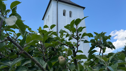 Hinter einem grünen Apfelbaum steht der Swister Turm