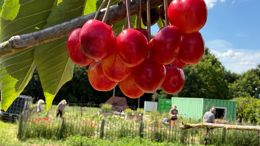 Rote Kirschen hängen herunter, im Hintergrund ein Garten