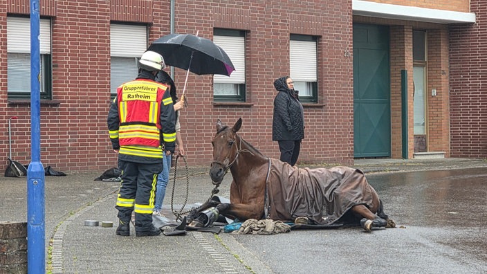 Auf der Straße liegt ein Pferd, umgeben von einem Feuerwehrmann und zwei Personen in Regenjacken