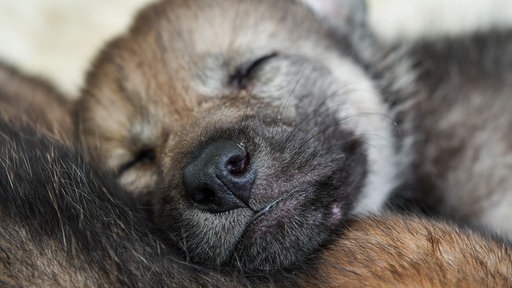 Ein schlafender Wolfswelpe
