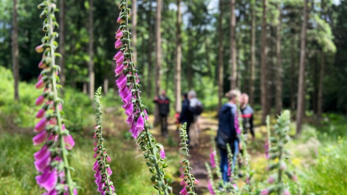 Im Vordergrund roter Fingerhut, dahinter in der Unschärfe: Teilnehmende der Rangertour im Wald