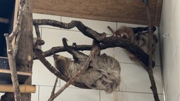 Zwei Faultiere hängen an einem Ast in der Ecke eines Geheges