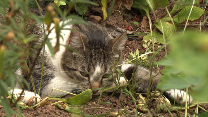 Eine grau-weiße Katze liegt auf dem Boden im Garten zwischen Grünpflanzen