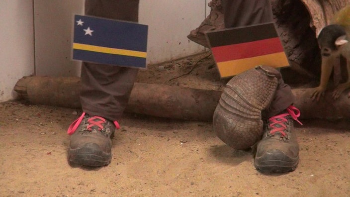 Ein Gürteltier klammert sich an ein Hosenbein einer Tierpflegerin, auf dem eine laminierte Deutschlandflagge klebt