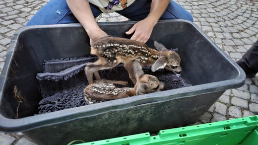 zwei kleine Rehkitz liegen in einer großen Plastikwanne auf einem Handtuch