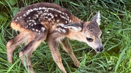 Ein kleines Rehkitz steht ängstlich auf einer Wiese
