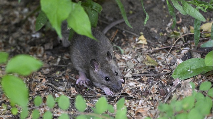 eine Ratte im Gebüsch