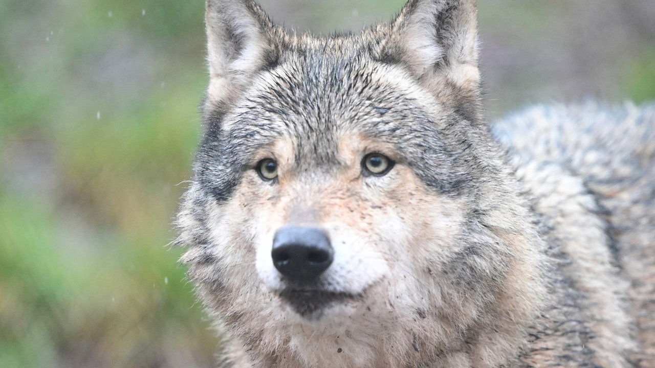 Ein Wolf