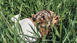 ausgestopftes Rehkitz liegt im Gras daneben eine Wärmflasche