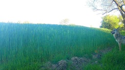 Wolf vor Feld