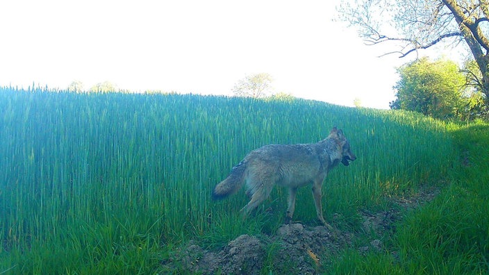 Wolf vor Feld