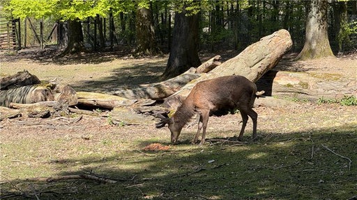 Hirsch Mike steht wieder in seinem Gehege
