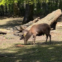 Hirsch Mike steht wieder in seinem Gehege