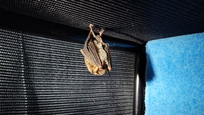 Eine Fledermaus hängt von einer schwarzen Decke
