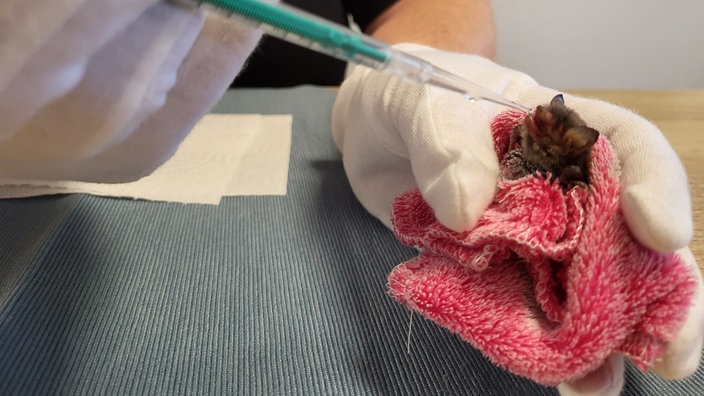 Eine Wasserfledermaus wird per Spritze gefüttert