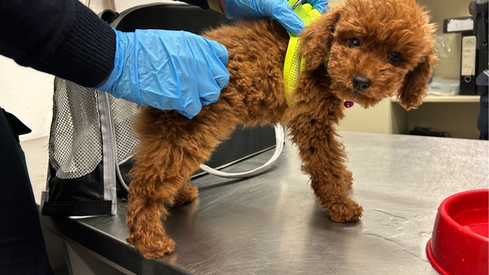 Ein Hundewelpe bei der Zollkontrolle am Flughafen