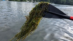 Laichkraut schlingt sich zusammen mit anderen Wasserpflanzen um ein Paddel gehalten auf dem See