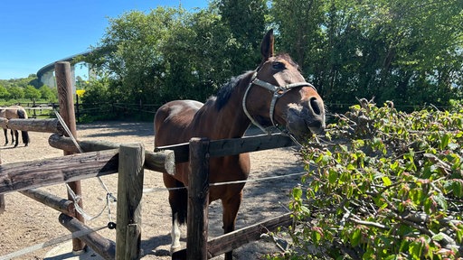 Ein Pferd steht an einem Holzzaun und knabbert an einem Strauch