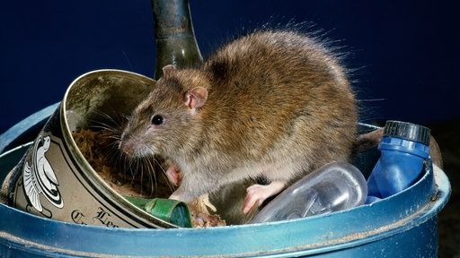 Seitenansicht einer Ratte in einem Abfalleimer