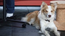 Porträt von Gail, Bürohund von Jan Schriever