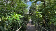 Weg durch Palmen im Gewächshaus des Botanischen Gartens.