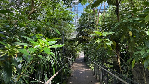 Weg durch Palmen im Gewächshaus des Botanischen Gartens.