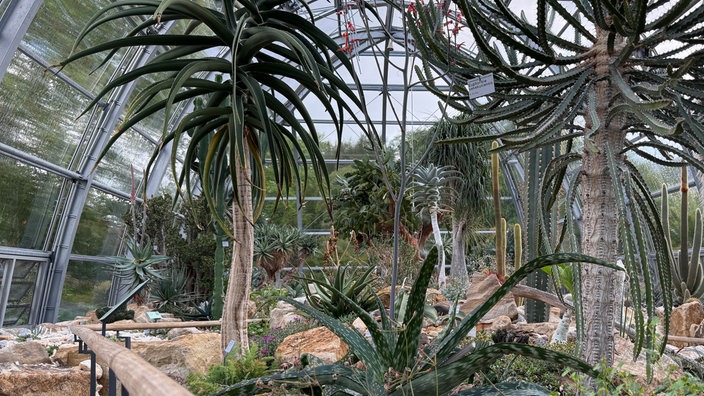 Palmen im Gewächshaus des Botanischen Gartens.