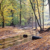 Aufnahme vom Flehbach im herbstlichen Königsforst in Köln