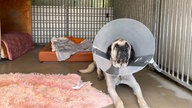 Ein Hund mit Halskrause in einem Kölner Tierheim