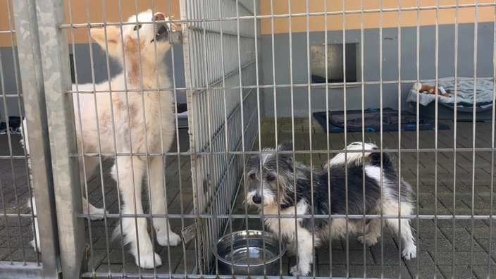 Zwei Hunde in einem Kölner Tierheim