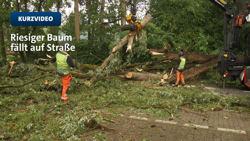 Ein großer Baum liegt in zerbrochenen Teilen auf einer Straße