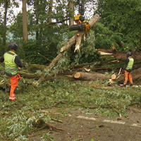 Ein großer Baum liegt in zerbrochenen Teilen auf einer Straße