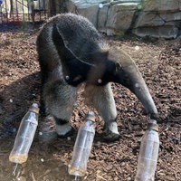 Ameisenbär Taio im Gehege vor den Flaschen mit der Nahrung