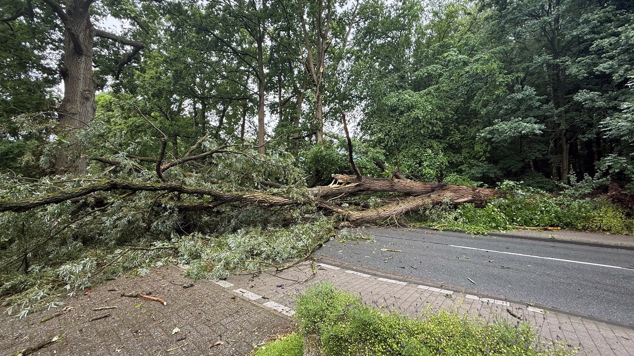 Umgestürzter Baum auf der Mondstraße.