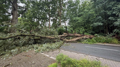 Umgestürzter Baum auf der Mondstraße.
