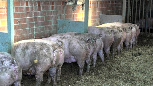 Schweine fressen in einer Reihe nebeneinander.