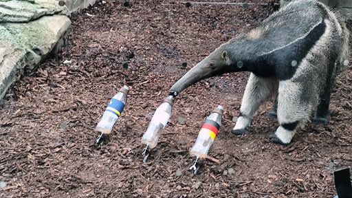 Ameisenbär Taio frisst die Würmer aus der mittleren Flasche, welche für unentschieden steht. Daneben sind links die Flasche für Curacao und rechts für Deutschland aufgestellt.
